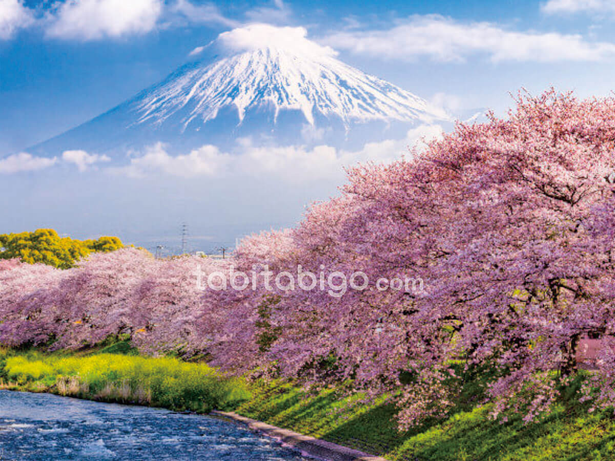 Gunung Fuji bersalju dikelilingi bunga sakura (cherry blossom) mekar di tepi sungai musim semi - Panduan Itinerary Tabitabigo.